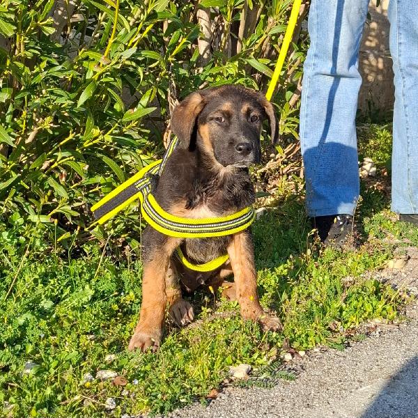 Bolt Cerca Famiglia. Info adozione Monica 3890238584 Foto 2